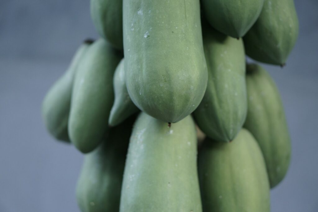 a bunch of green bananas hanging from a tree