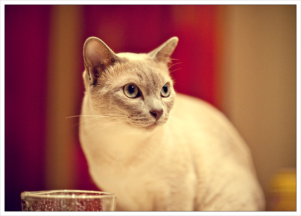 tonkinese
