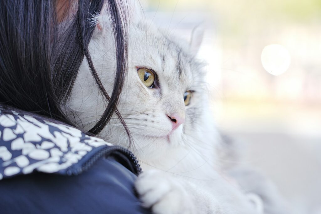 A cat rests comfortably on a shoulder.