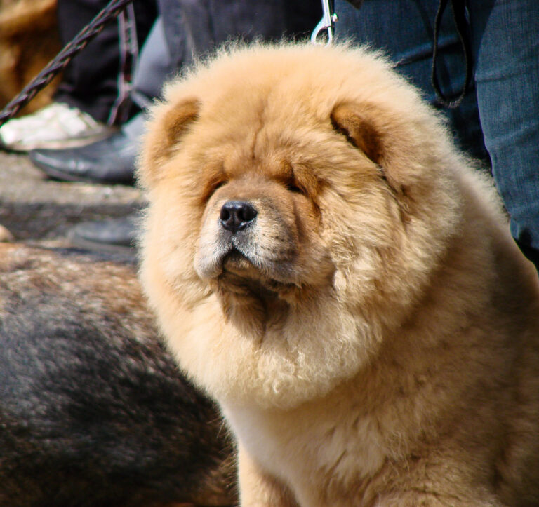 chow chow