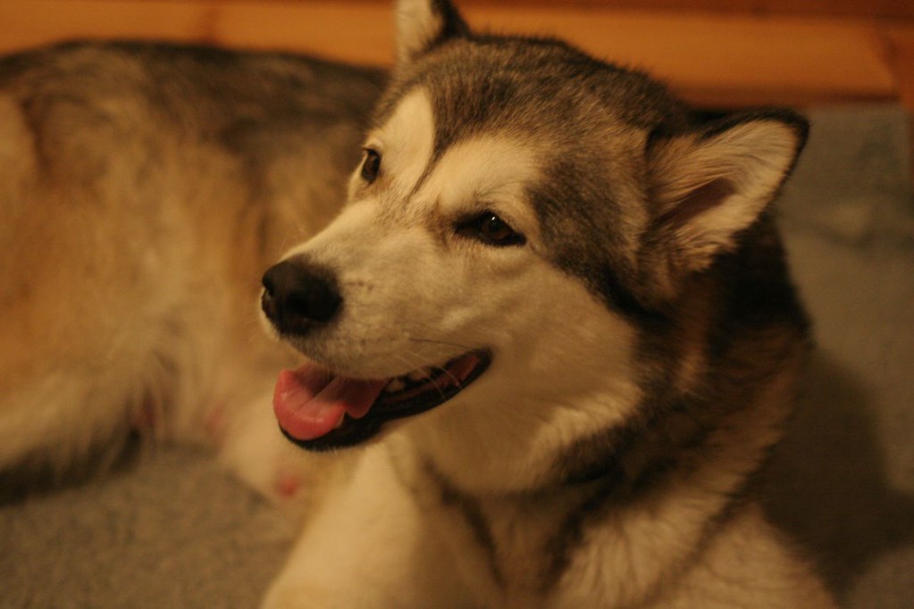 Alaskan Malamute