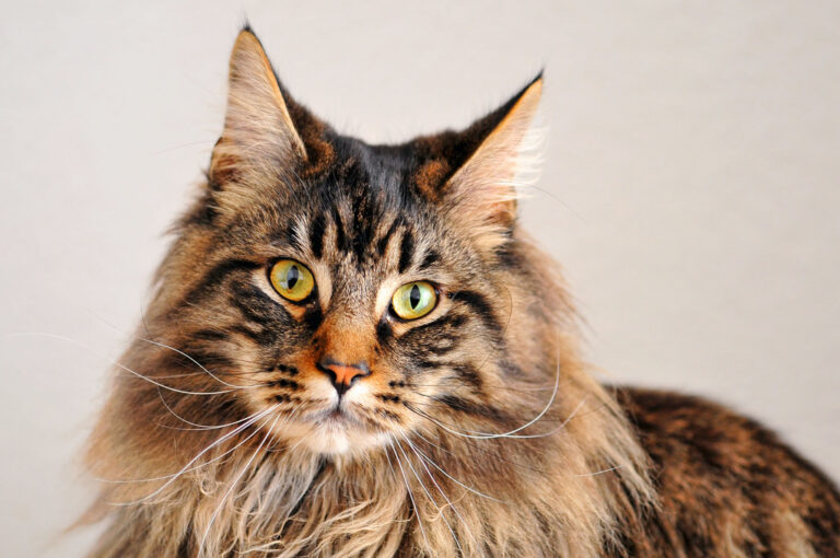 maine coon