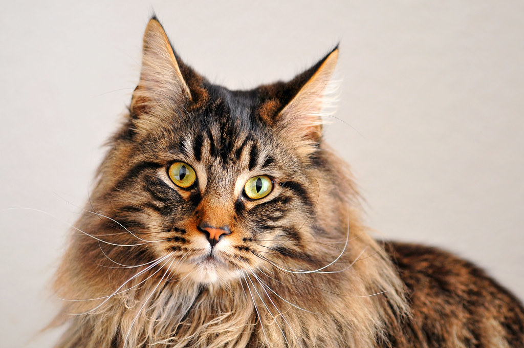 maine coon