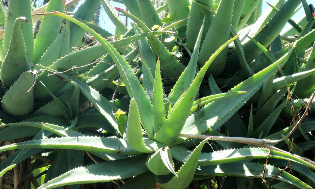 a close up of a plant with many leaves