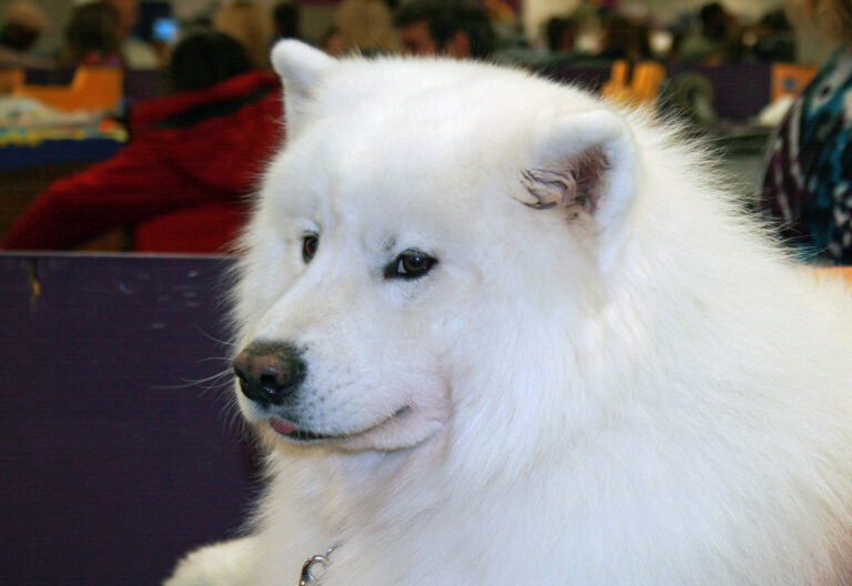 Samoyed