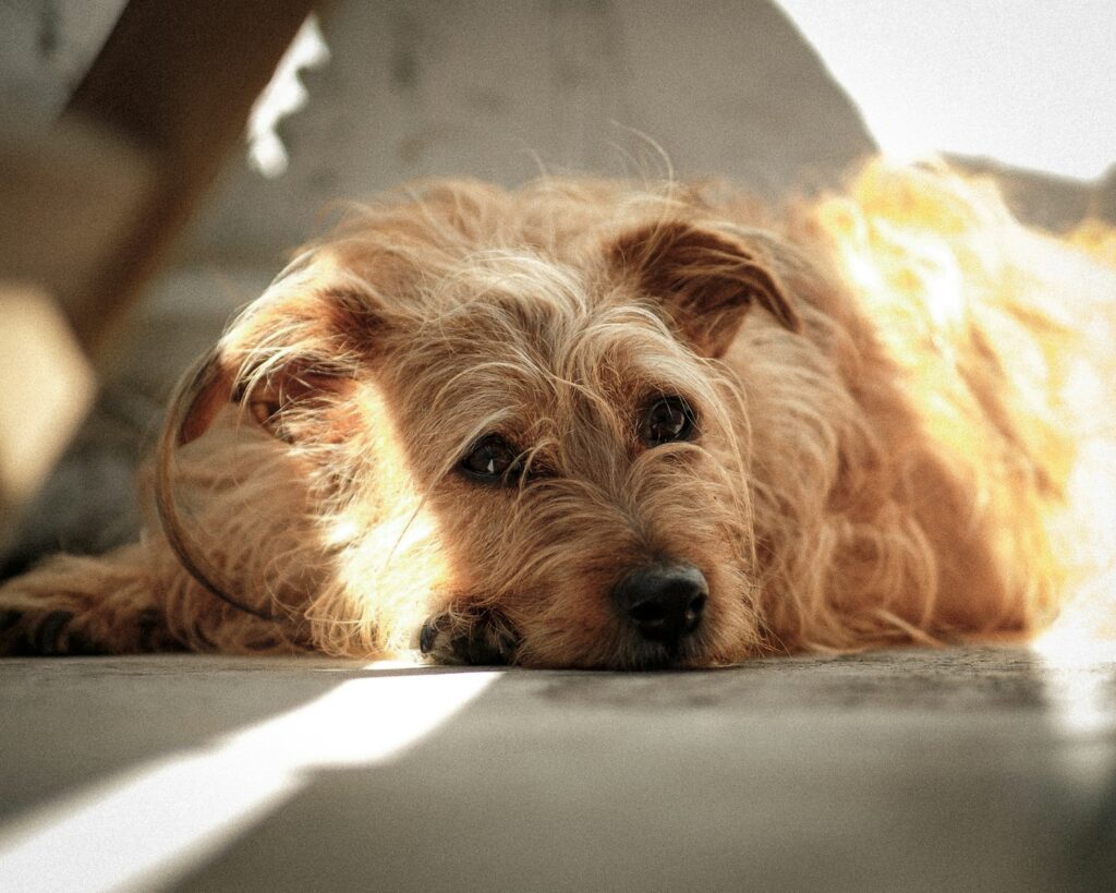brown long coated small dog lying on white textile