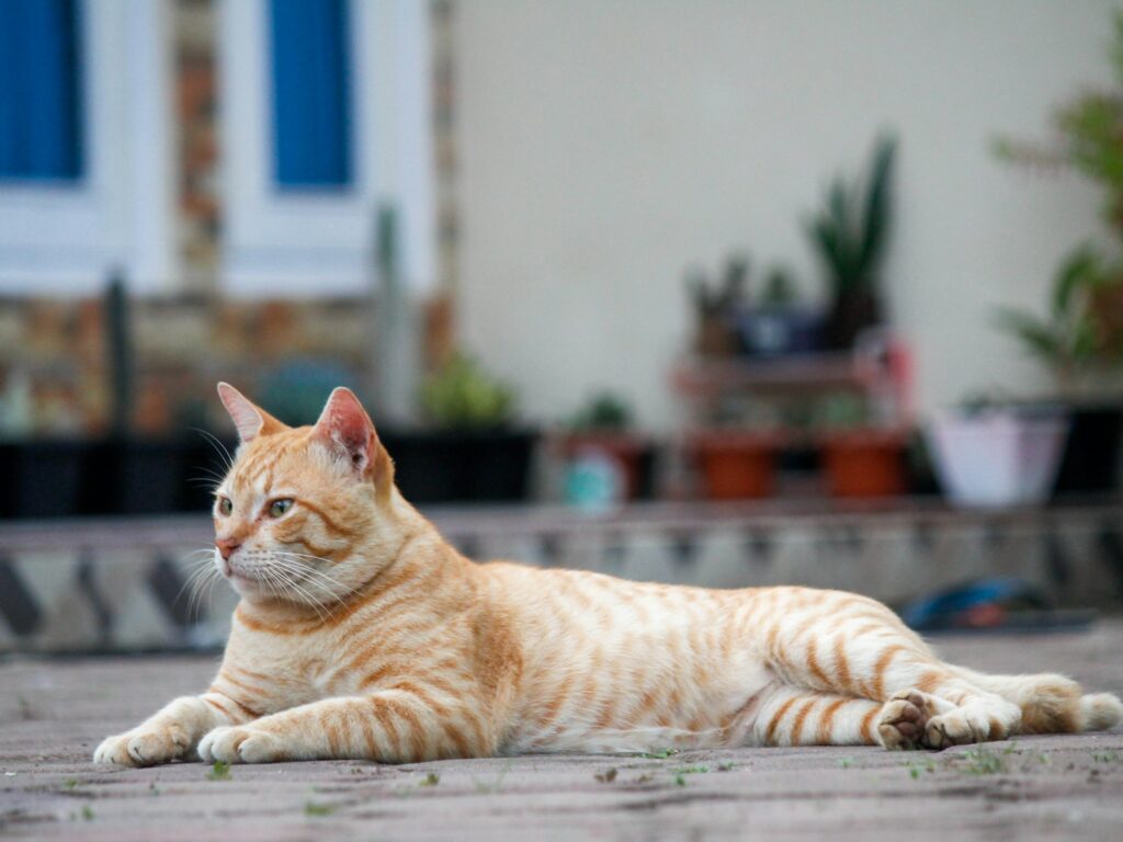 an orange and white cat laying on the ground