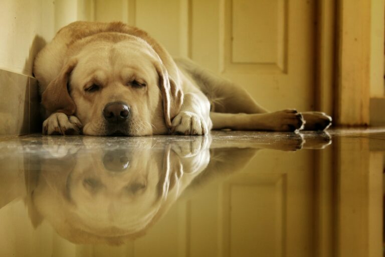 a dog laying on the floor next to a door