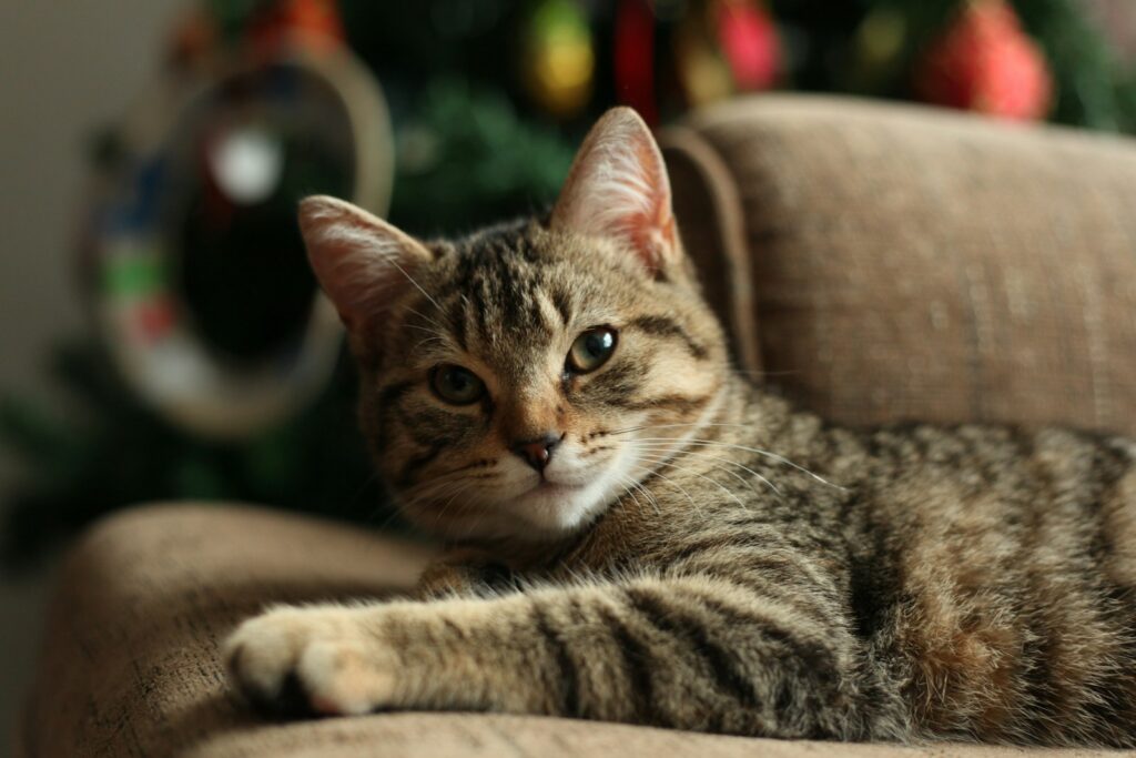 A tabby cat on a couch near a christmas tree
