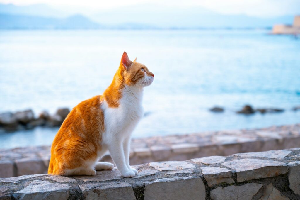 Orange and white cat sits on stone wall by ocean.
