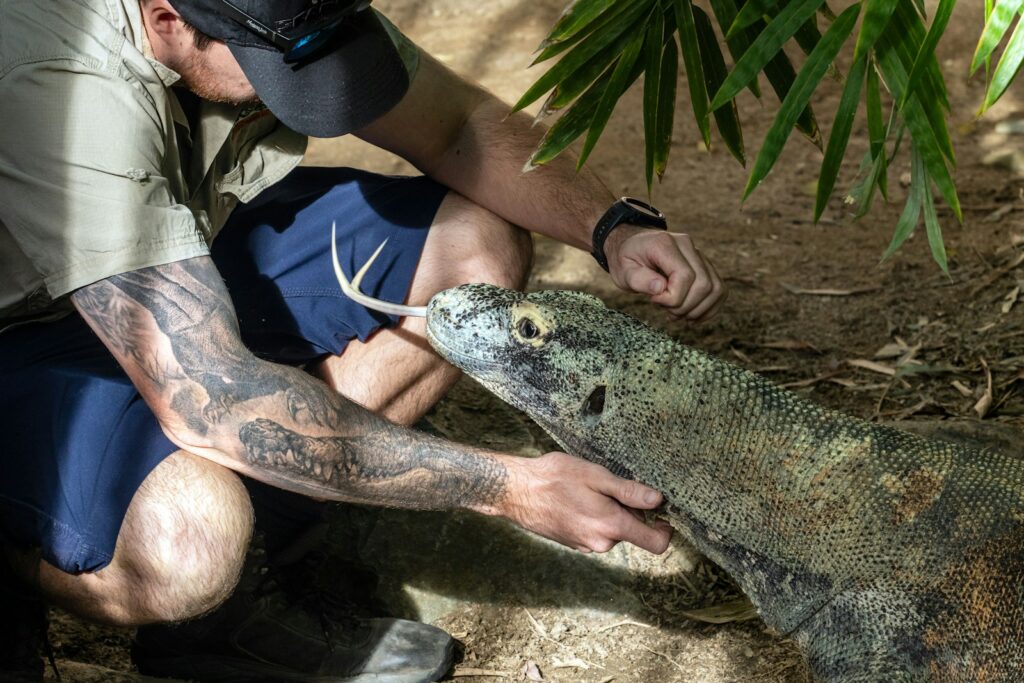 Man interacting with a komodo dragon.