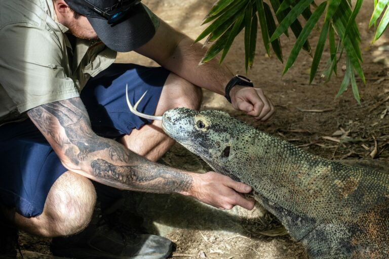 Man interacting with a komodo dragon.
