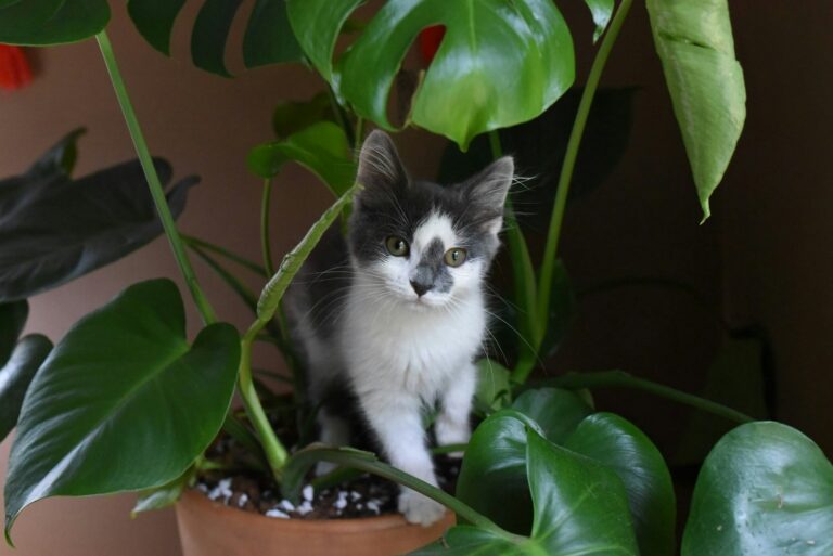 white and black cat on brown plant pot