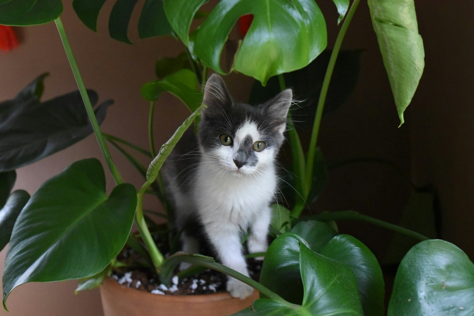 white and black cat on brown plant pot