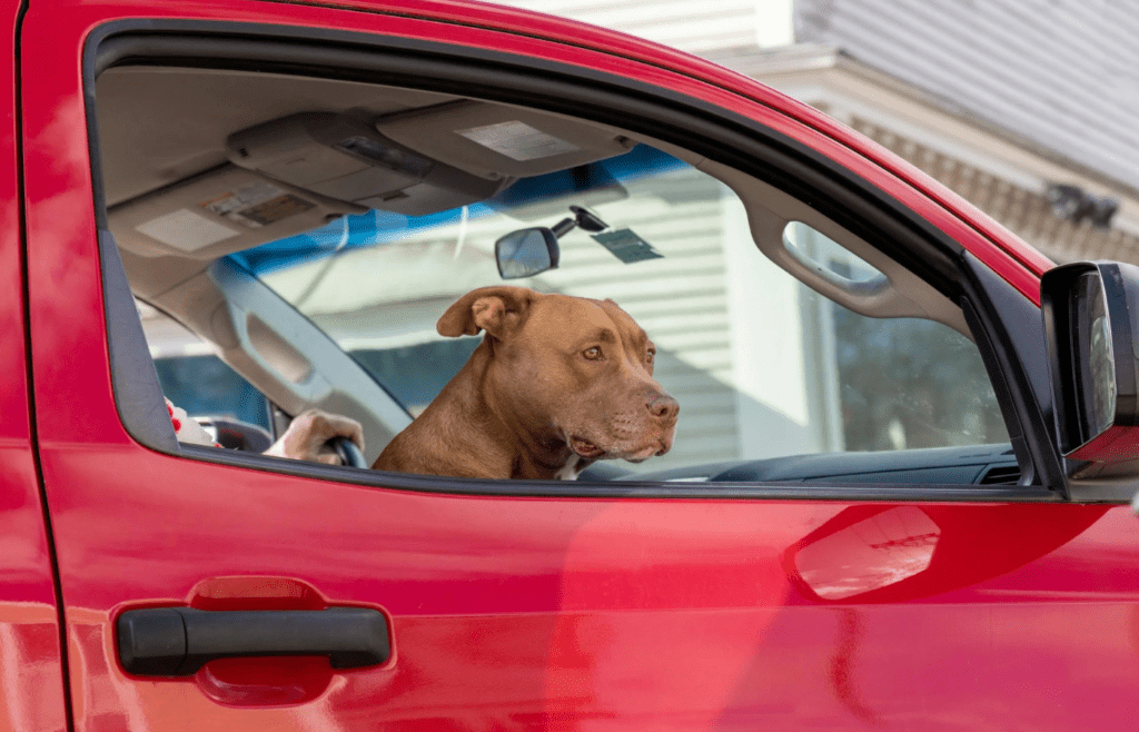 dog in car