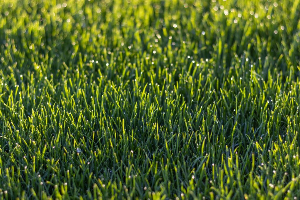 Close-up view of vibrant green grass with dew droplets glistening in the sunlight.
