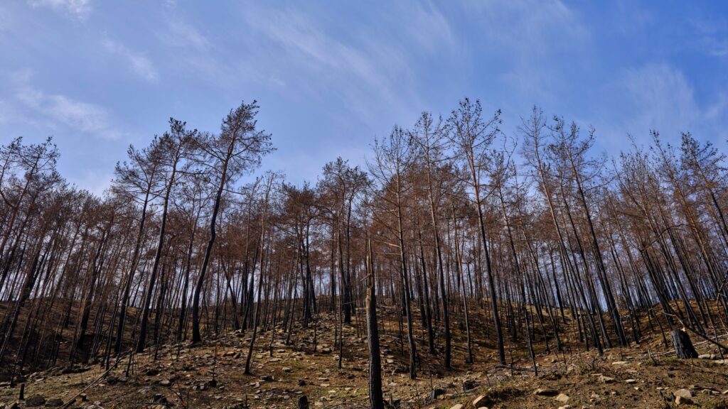 A dramatic view of a burnt forest with barren trees reaching up to the blue sky.