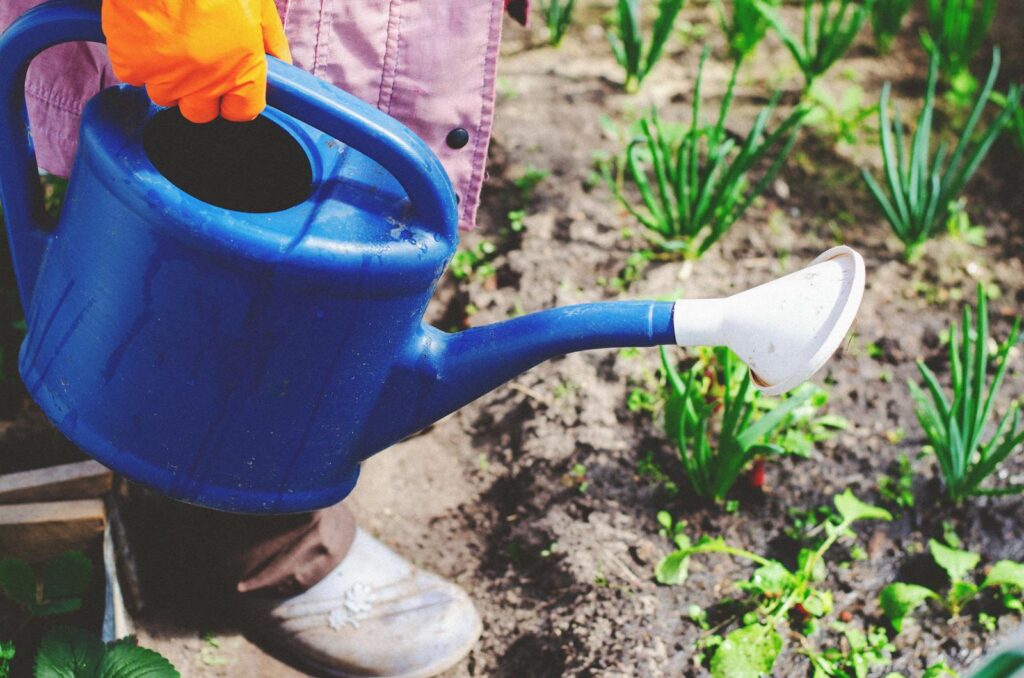 Close-up of a gardener watering a vegetable patch using a blue watering can outdoors in summer.