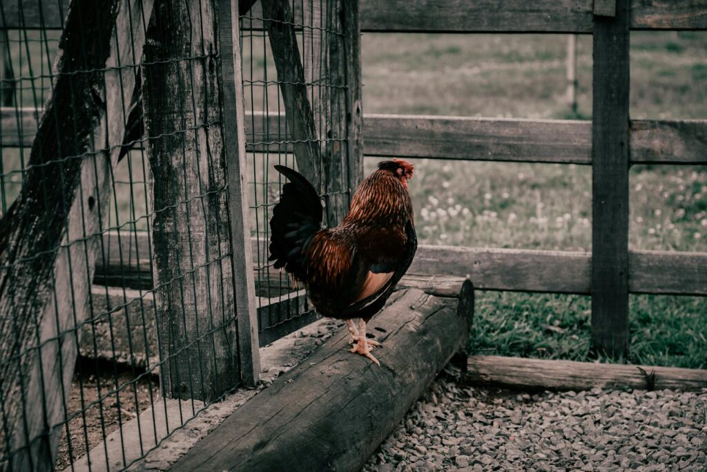 A rooster standing on a wooden log in a rustic farm environment with fences.