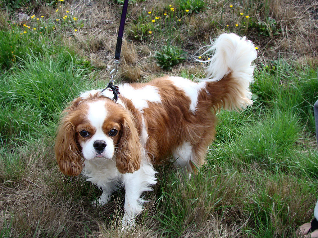 Cavalier King Charles Spaniel on a leash walking outdoors