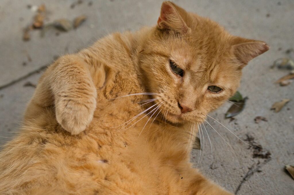 A detailed close-up photo of a ginger cat lying on a paved surface outdoors.