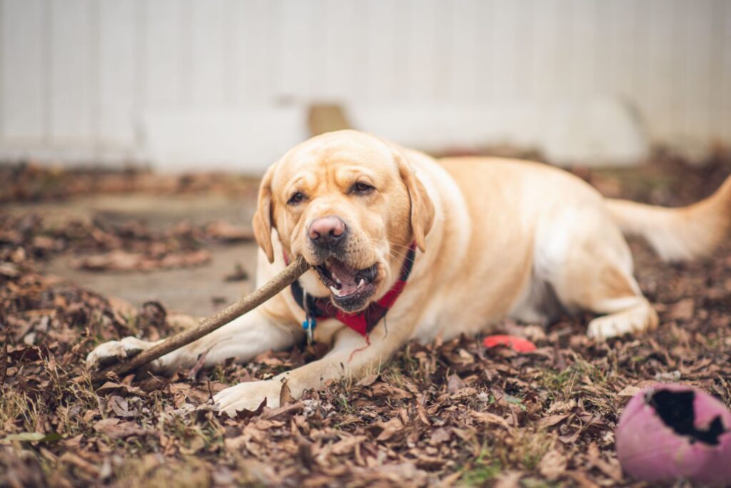 A Labrador Retriever lies on leaves outdoors, chewing a stick, with toys nearby.