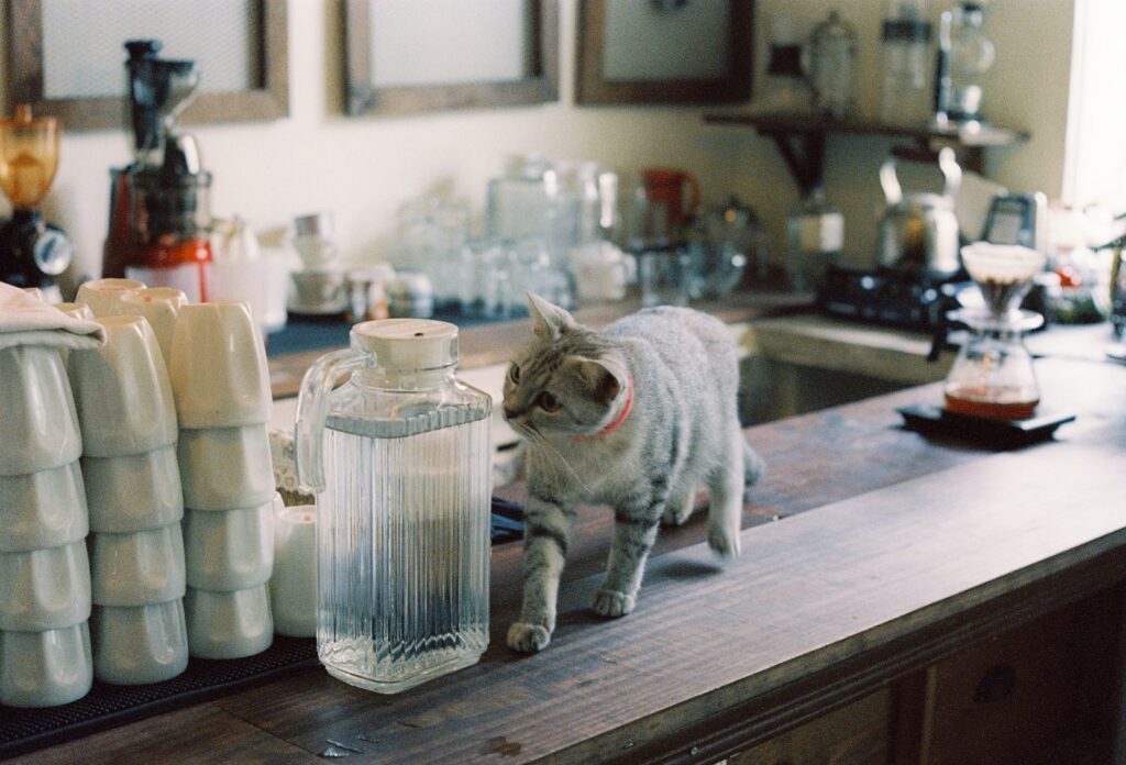 A curious cat on a kitchen counter surrounded by stacked cups and a pitcher, creating a cozy and playful atmosphere.