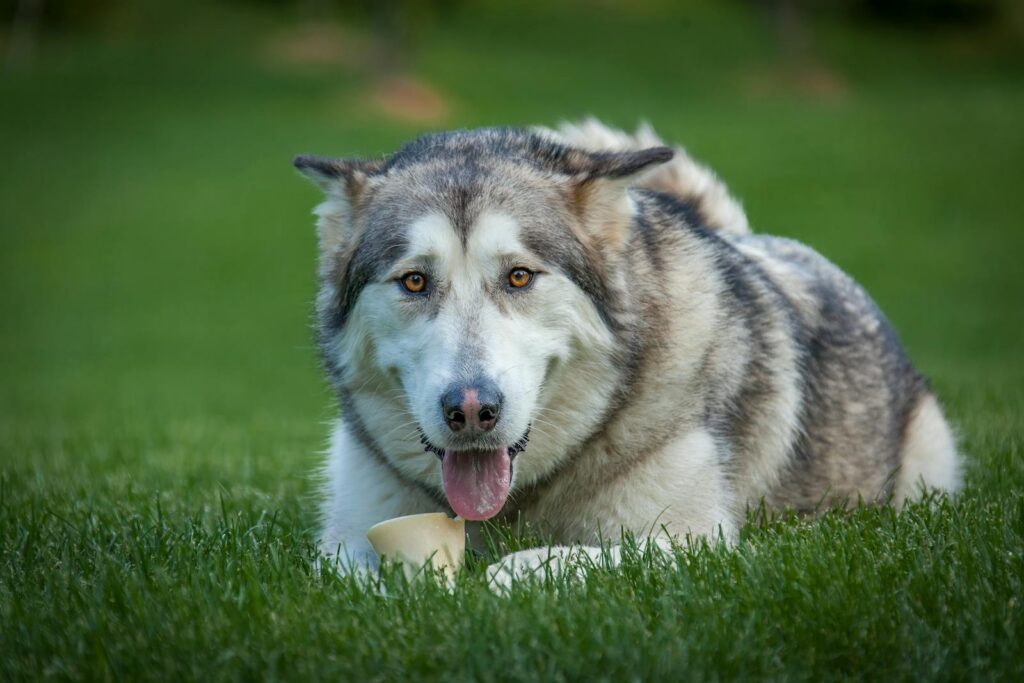 Adorable Alaskan Malamute dog lying on grass in Southborough, MA.