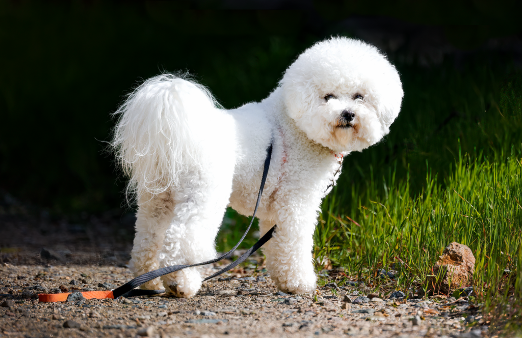 Fluffy Bichon Frise standing on a pathway with a leash, showcasing its white, curly coat.