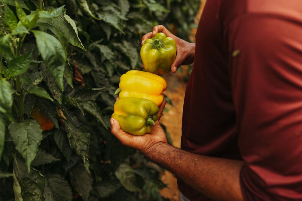 Close-up of hands holding green and yellow bell peppers in a lush garden setting.