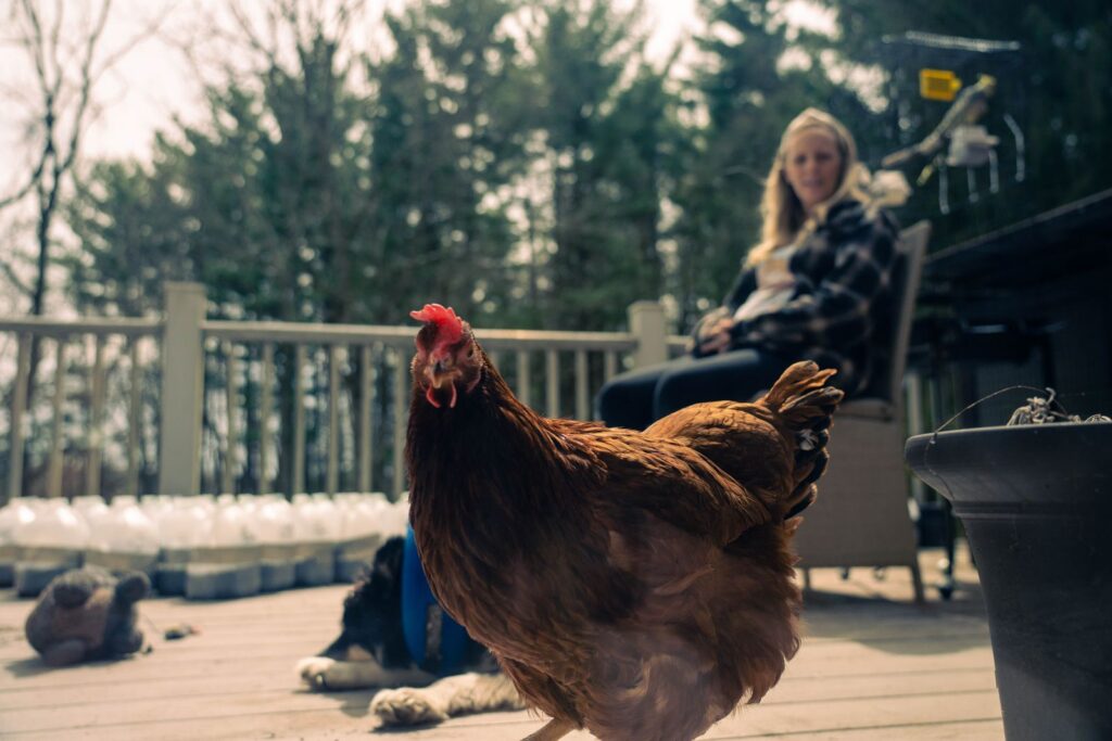 A brown hen walks on a farm terrace with a woman sitting in the background. Peaceful rural scene.