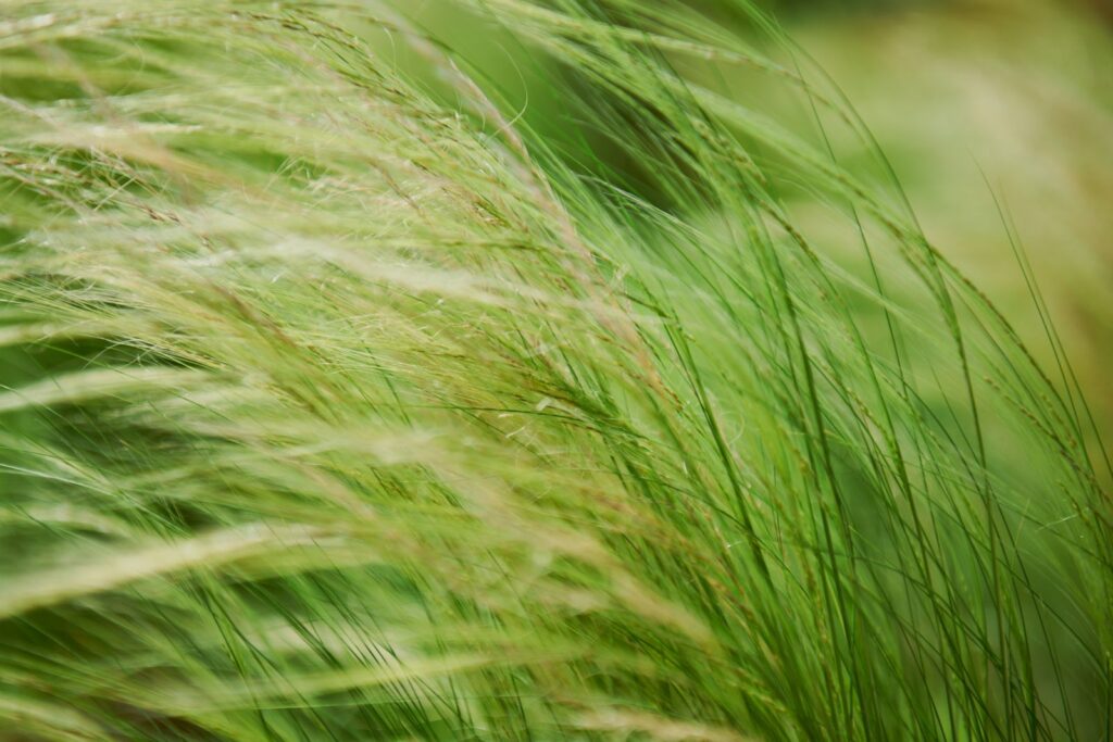 Close-up view of green grass blades softly swaying in a breeze, showcasing nature's tranquility.