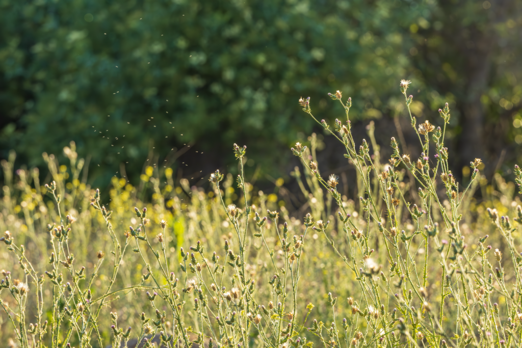 A sunlit meadow with wild plants and insects floating in the air, evoking a sense of nature's beauty.
