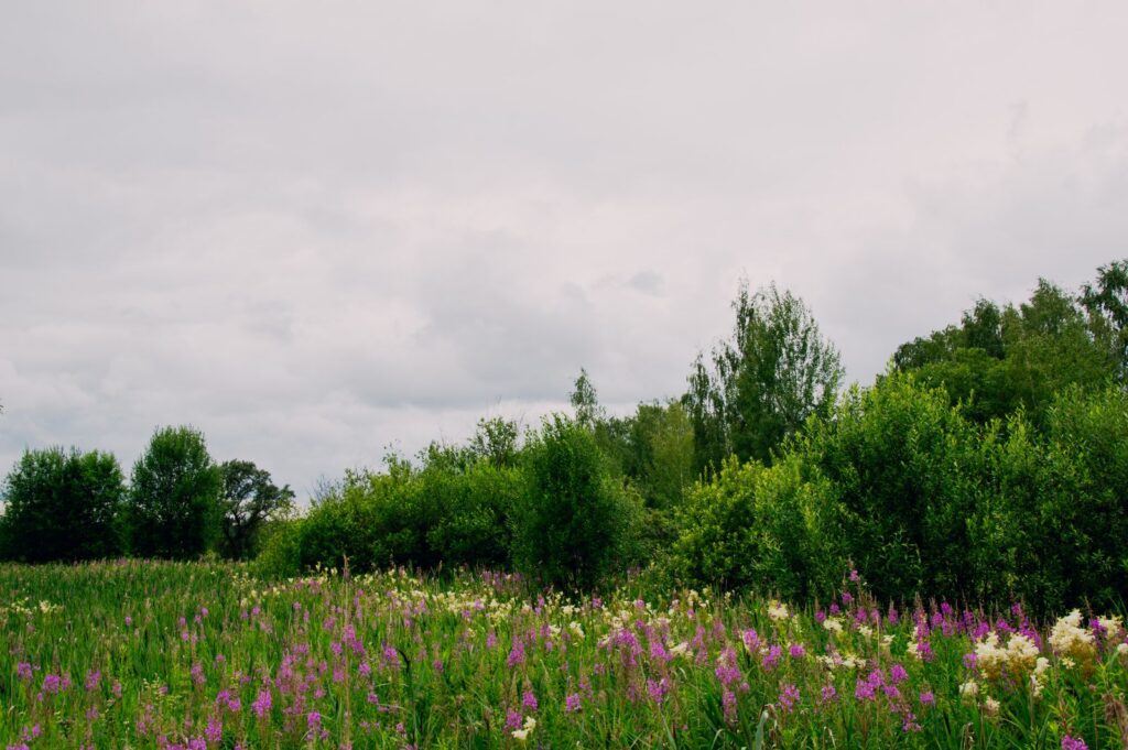 A lush meadow filled with vibrant wildflowers under a cloudy sky, capturing the serene essence of rural nature.