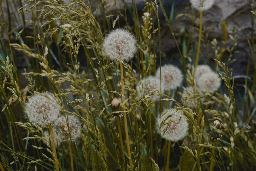 Vibrant close-up of dandelions surrounded by grass, capturing summer growth