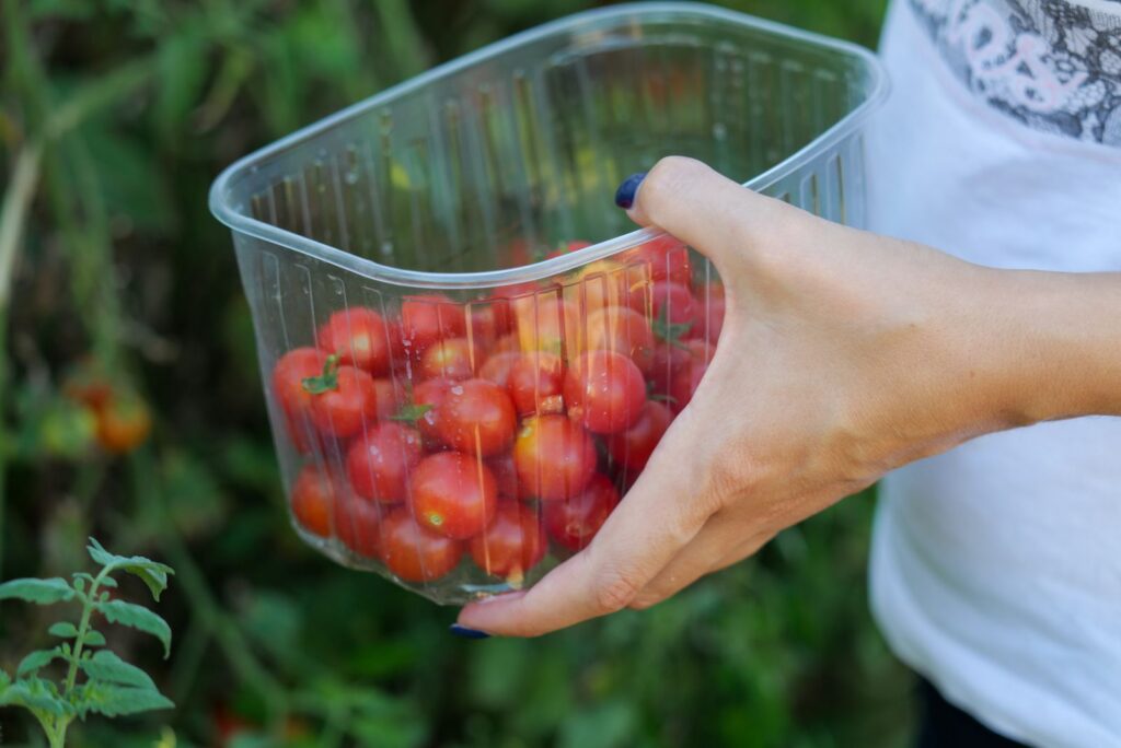 Close-up of a hand holding a container filled with fresh cherry tomatoes outdoors.
