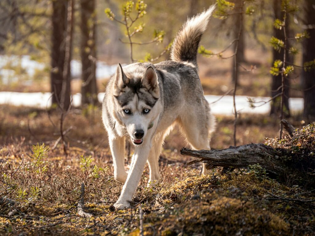 Siberian Husky getting exercise outdoors
