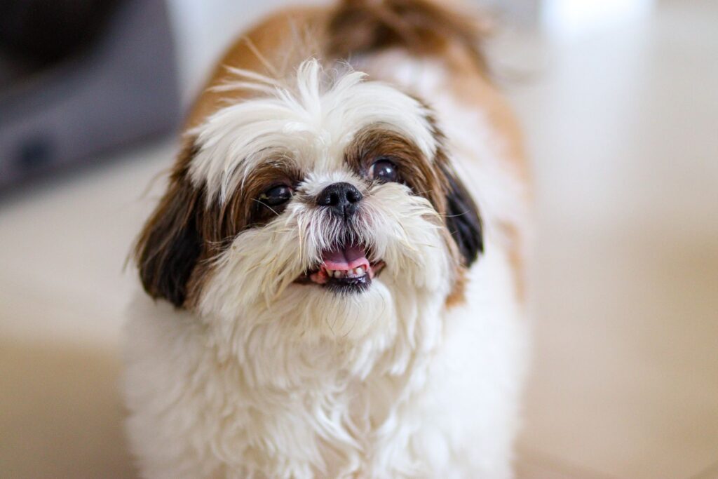 Cute Shih Tzu dog with fluffy coat smiling indoors, showing its playful personality.