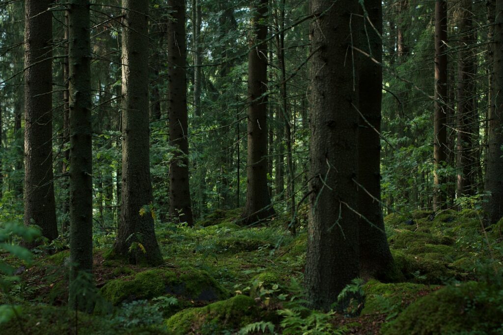 A forest filled with lots of tall trees