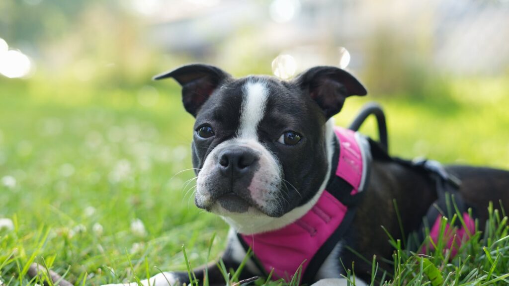 Adorable Boston Terrier puppy in a pink harness at the park