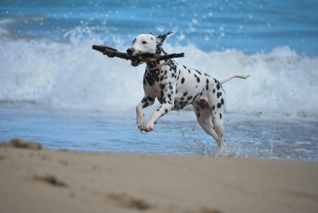A lively Dalmatian dog plays fetch in the waves of Samaná beach, Dominican Republic.