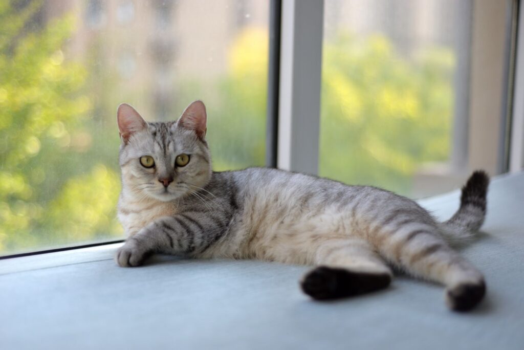 A serene gray tabby cat lounging by a sunny window indoors, capturing a moment of calm.