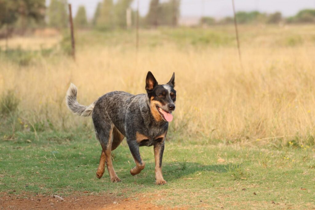 Australian Cattle Dog or the Blue heeler dog running freely in a grassy farm landscape on a sunny day.