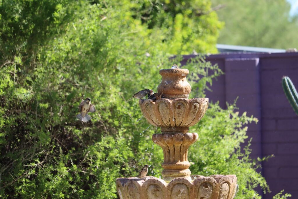 Charming scene of birds bathing in a fountain surrounded by lush greenery in Tucson, Arizona.