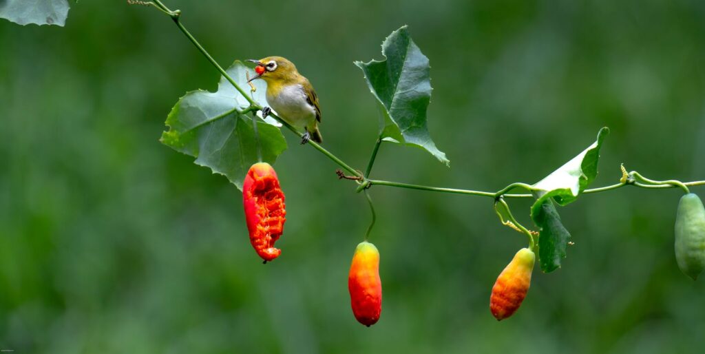 A bird perched on a vine branch, eating vibrant red fruit against a green background.