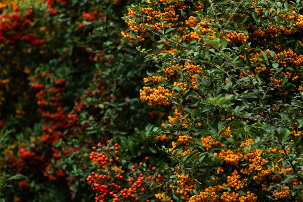 Close-up of colorful orange and red pyracantha berries on vibrant green foliage.