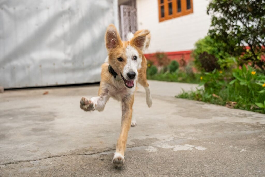 Cheerful dog with perked ears running excitedly on a sunny day in a garden.