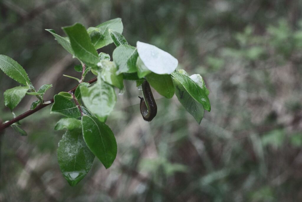 Close-up of a snail on a dewy leaf in a lush forest setting, showcasing natural beauty.