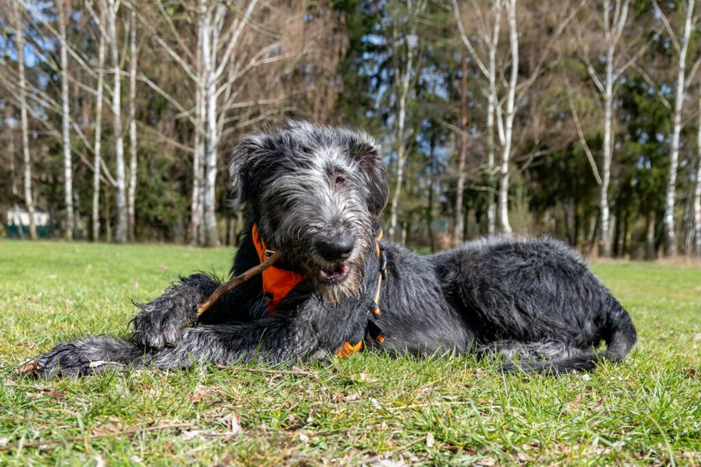 A black Irish Wolfhound enjoys a spring day outdoors while holding a stick.