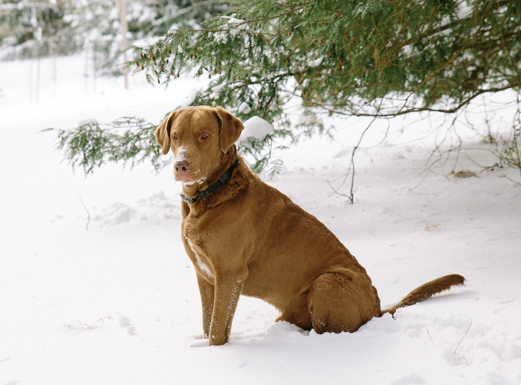 Chesapeake Bay Retriever standing outdoors in the snow